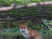 Vulpes vulpes 50, Vos, Saxifraga-Martin Mollet