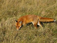 Vulpes vulpes 58, Vos, Saxifraga-Piet Munsterman