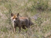 Vulpes vulpes 60, Vos, Saxifraga-Mark Zekhuis