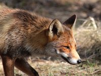 Vulpes vulpes 66, Vos, Saxifraga-Bart Vastenhouw