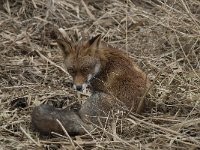 Vulpes vulpes 69, Vos, Saxifraga-Willem van Kruijsbergen