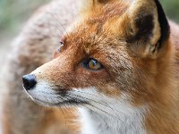 Vulpes vulpes 75, Vos, Saxifraga-Bart Vastenhouw