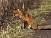 Vulpes vulpes 77, Vos, Saxifraga-Martin Mollet