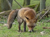 Vulpes vulpes 86, Vos, Saxifraga-Mark Zekhuis