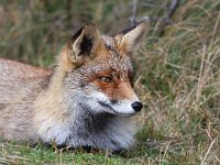 Vulpes vulpes 91, Vos, Saxifraga-Bart Vastenhouw