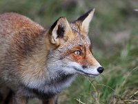 Vulpes vulpes 93, Vos, Saxifraga-Bart Vastenhouw