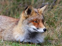 Vulpes vulpes 94, Vos, Saxifraga-Bart Vastenhouw