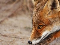 Vulpes vulpes 95, Vos, Saxifraga-Bart Vastenhouw