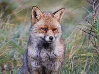 Vulpes vulpes 97, Vos, Saxifraga-Bart Vastenhouw