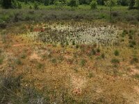 NL, Drenthe, Emmen, Bargerveen 108, Saxifraga-Hans Boll