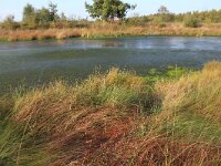 NL, Drenthe, Emmen, Bargerveen 114, Saxifraga-Hans Boll
