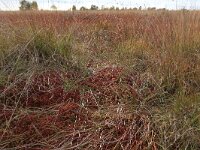 NL, Drenthe, Emmen, Bargerveen 117, Saxifraga-Hans Boll