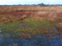 NL, Drenthe, Emmen, Bargerveen 134, Saxifraga-Hans Boll