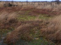 NL, Drenthe, Emmen, Bargerveen 155, Saxifraga-Hans Boll