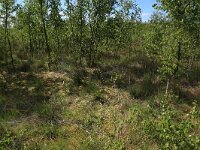 NL, Drenthe, Emmen, Bargerveen 74, Saxifraga-Hans Boll