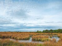 NL, Drenthe, Middden-Drenthe, Fochteloërveen 2, Saxifraga-Hans Dekker