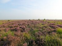 NL, Drenthe, Noordenveld, Fochteloerveen 5, Saxifraga-Bart Vastenhouw