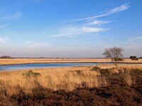 NL, Drenthe, Westerveld, Dwingelose Heide 4, Saxifraga-Hans Dekker