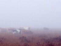 NL, Drenthe, Westerveld, Kraloer Heide 5, Saxifraga-Hans Dekker