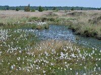 NL, Friesland, Ooststellingwerf, Fochteloerveen 2, Saxifraga-Tom Heijnen