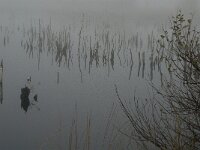 NL, Limburg, Horst aan de Maas, Mariapeel 5, Saxifraga-Jan van der Straaten