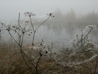 NL, Limburg, Horst aan de Maas, Mariapeel 8, Saxifraga-Marijke Verhagen