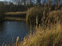 NL, Limburg, Nederweert, Hugterbroek 7, Saxifraga-Jan van der Straaten