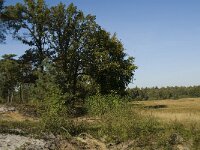 NL, Limburg, Nederweert, Weerterbosch 12, Saxifraga-Jan van der Straaten