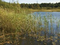 NL, Limburg, Nederweert, Weerterbosch 2, Saxifraga-Jan van der Straaten