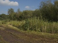 NL, Limburg, Weert, Moeselpeel 17, Saxifraga-Jan van der Straaten