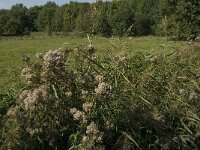 NL, Limburg, Weert, Moeselpeel 8, Saxifraga-Jan van der Straaten