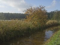 NL, Limburg, Weert, Roeventerpeel 15, Saxifraga-Jan van der Straaten