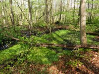 NL, Overijssel, Dinkelland, Hazelbekke 2, Saxifraga-Mark Zekhuis