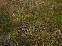 NL, Overijssel, Ommen, Besthemmer Ven 10, Saxifraga-Hans Boll