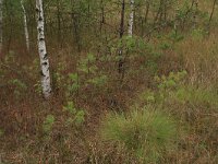 NL, Overijssel, Ommen, Besthemmer Ven 6, Saxifraga-Hans Boll