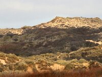 F, Pas-de-Calais, Wimereux, Dunes de la Slack 42, Saxifraga-Foto Fitis-Sytske Dijksen