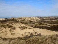 F, Pas-de-Calais, Wimereux, Dunes de la Slack 43, Saxifraga-Foto Fitis-Sytske Dijksen