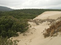 E, Cadiz, Tarifa, Bolonia, Duna de Bolonia 14, Saxifraga-Willem van Kruijsbergen