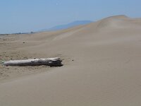 E, Tarragona, Deltebre, El Fangar 17, Saxifraga-Jan van der Straaten