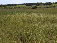 NL, Friesland, Ameland, Zwanenwaterduin 5, Saxifraga-Hans Boll