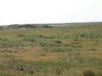 NL, Friesland, Schiermonnikoog 16, Saxifraga-Hans Boll