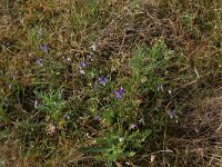 NL, Friesland, Vlieland, Cranberryvallei 37, Saxifraga-Hans Boll