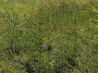 NL, Friesland, Vlieland, Eerste Kroons Polder 19, Saxifraga-Hans Boll