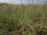 NL, Friesland, Vlieland, Noordzeeduin 2, Saxifraga-Hans Boll