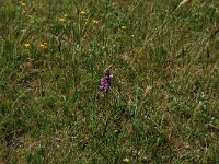 NL, Friesland, Vlieland, Oostervallei 5, Saxifraga-Hans Boll