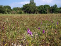 NL, Groningen, De Marne, Lauwersmeer 4, Saxifraga-Hans Dekker