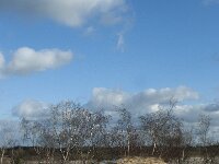 NL, Noord-Brabant, Heusden, Loonse en Drunense Duinen 89, Saxifraga-Willem van Kruijsbergen