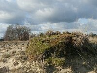 NL, Noord-Brabant, Heusden, Loonse en Drunense Duinen 98, Saxifraga-Willem van Kruijsbergen
