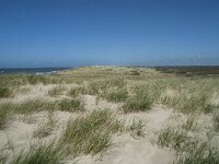 NL, Noord-Holland, Texel, Bertusnol 1, Saxifraga-Willem van Kruijsbergen