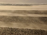 NL, Noord-Holland, Texel, De Hors 179, Saxifraga-Foto Fitis-Sytske Dijksen